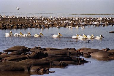 Afrique